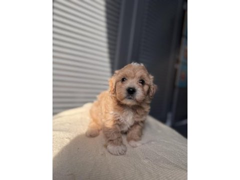 Minik maltipoo