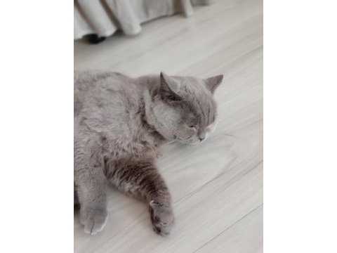 British shorthair erkek yavrumuz