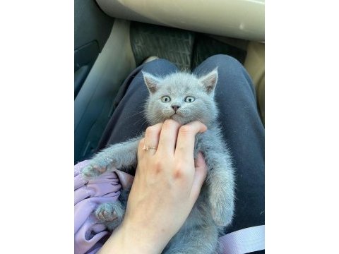 British shorthair