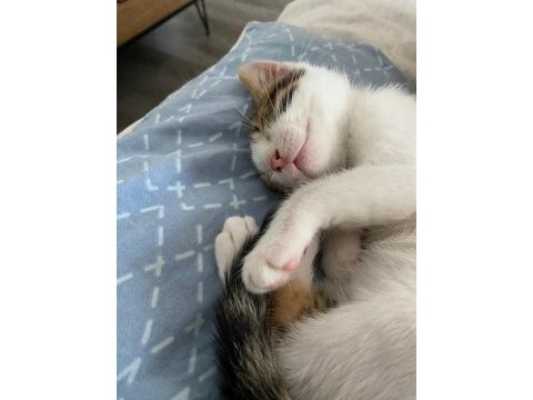 2 aylık erkek tekir kedimiz yeni yuvasını arıyor