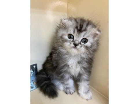 Mükemmel a kalite scottish fold longhair bebekler
