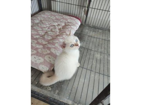 Safkan ayı surat kedimiz