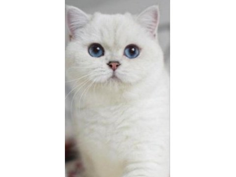 British shorthair dişi