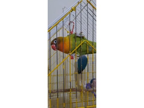 Dişi cennet papağanları