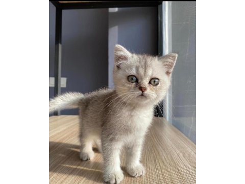 Saf kan british silver