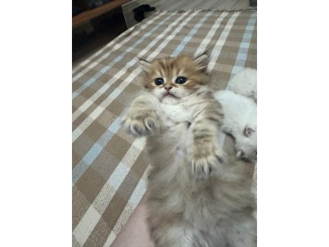1 aylik british longhair bebik kedimize yuva arıyoruz.
