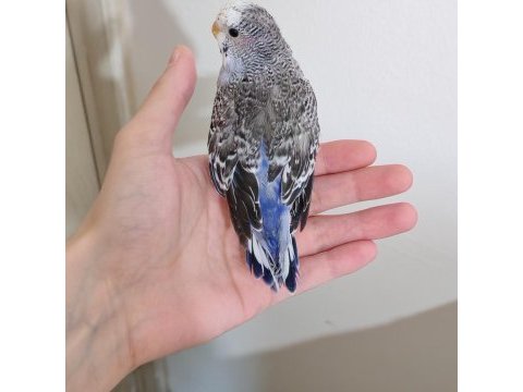 Yavru spangle erkek muhabbet kuşlarımız