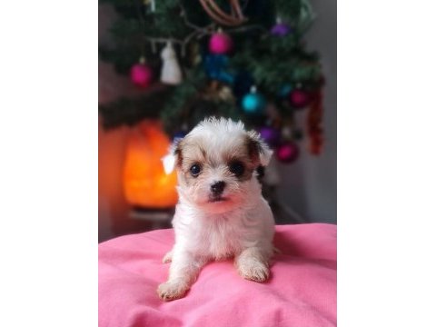 Teacup morkie yavrular