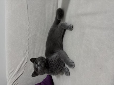 British shorthair erkek yavru