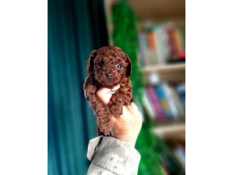 Toy poodle yavrularımız daha şirini yok