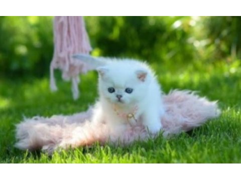 British shorthair dişi yavru