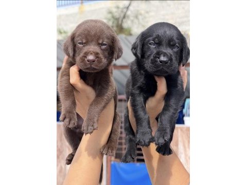 Labrador retriever yavrularımız yeni ailelerini bekliyor