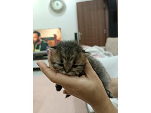 Scottish fold yavrular