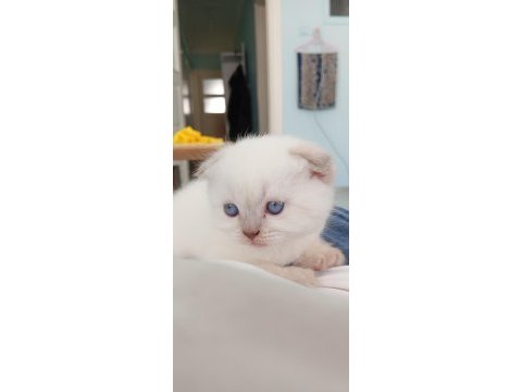 Scottish fold çikolata point