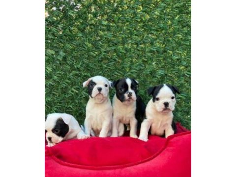 Irk ve sağlık garantili french bulldog yavrular