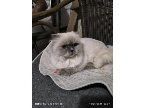 2 yaşında scottish fold