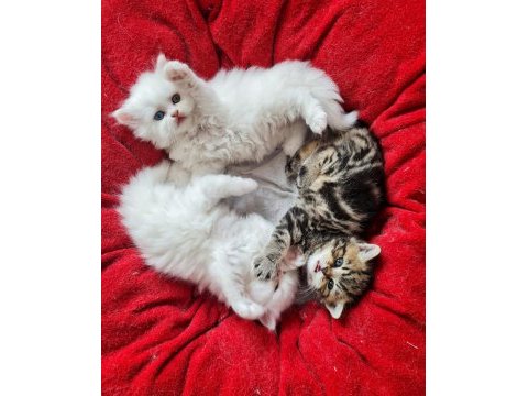 British longhair ve british shorthair yavru kedi