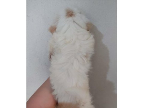 2 aylık maltipoo