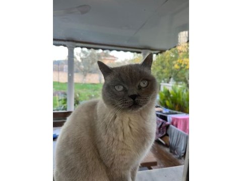 Kedi british shorthair dişi