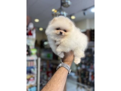 Teddy pomeranian prenses