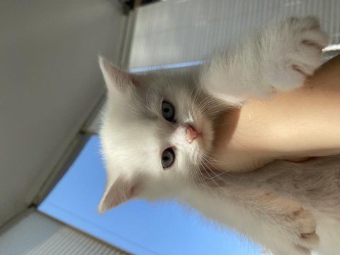 British shorthair kedilerimi acil sahiplendiriyorum