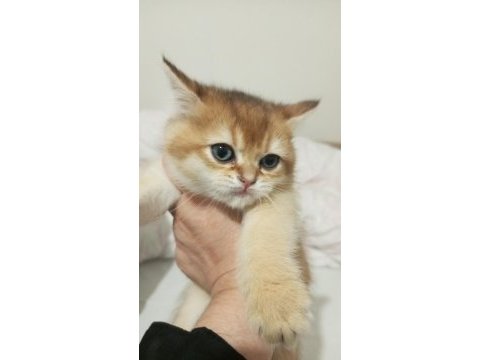 Golden ny12 british shorthair