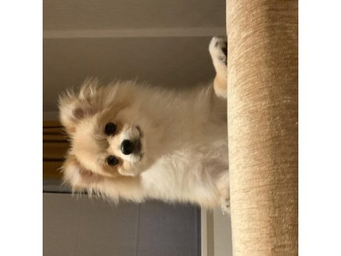 Ev ortamına alışkın pomeranian boo yavrusu