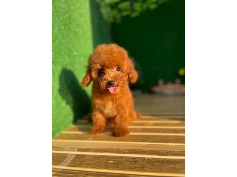 Toy poodle köpekler referans yavru
