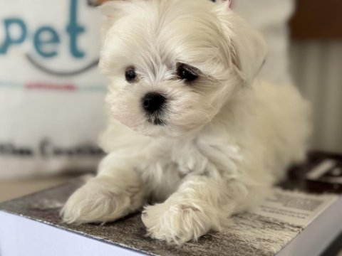 En iyisini arayanlar içi petmode köpek çifrliğinde
