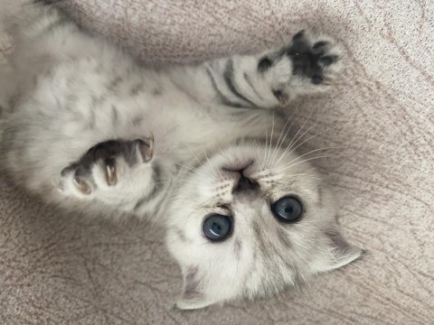 20 mart doğumlu scottish fold dişi erkek yavru