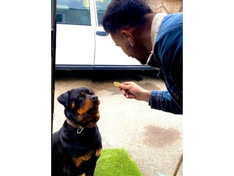 Rottweiler 1,5 istanbul