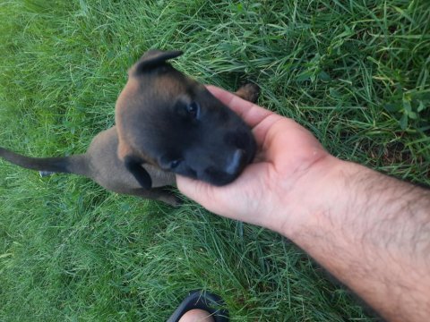 Belgian malinois orjinal çok güzel siyah renkleri