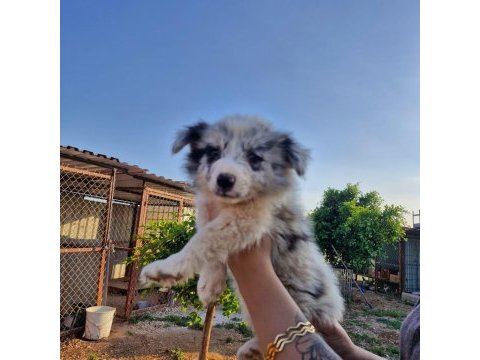 Merle border collie
