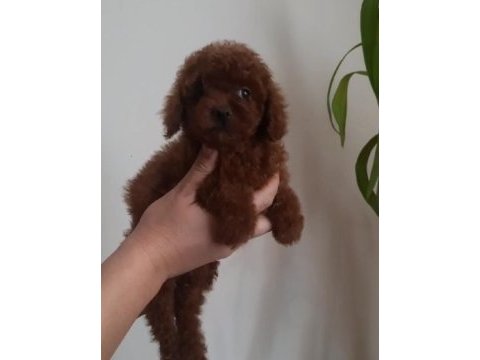 2.5 aylık kore poodle dişiler