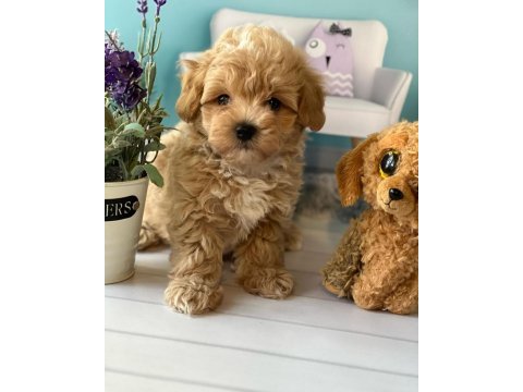 Toy poodle kalitesinde maltipoo yavruları