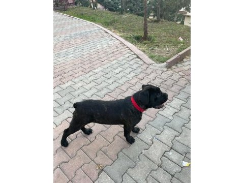 Muhteşem yapıda fawn ve black brindle cane corsolar
