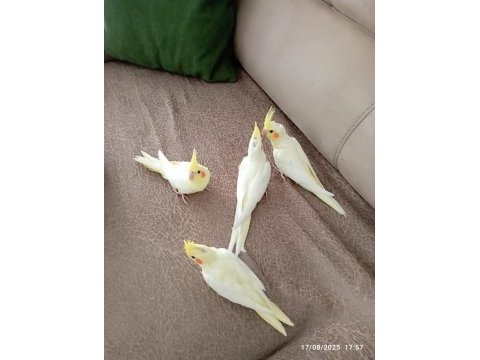 Yeme yeni düşmüş sultan papağanları