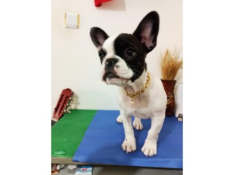 Sıfır masrafla sahip ol french bulldog