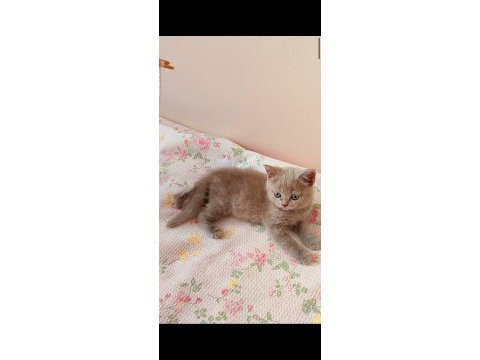 Gri lilac dişi erkek safkan yavrular