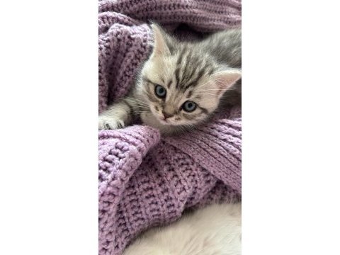 Şecereli anne baba 1.5 aylık british shorthair