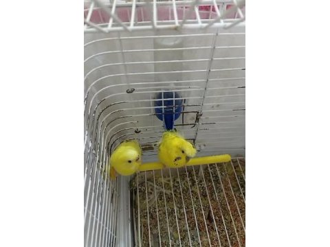 Yavrulu takım japones muhabbet kuşu