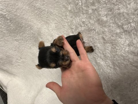 Mikro teacup yorkie