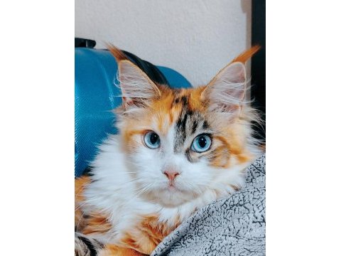 Maine coon yavrular