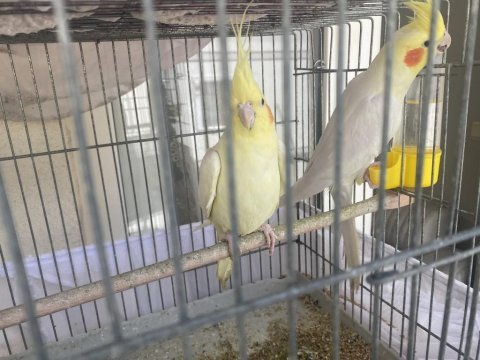 Yumurtalı takım lutino sultan papağanı