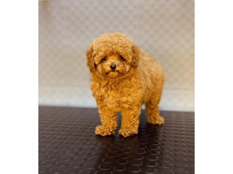Dişi ve erkek toy garantili poodle yavrularımız