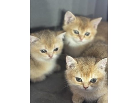 Sarı renkte ny12 british shorthair bebekler