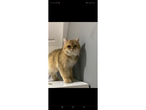 British shorthair golden 1 buçuk yaşında erkek ny11