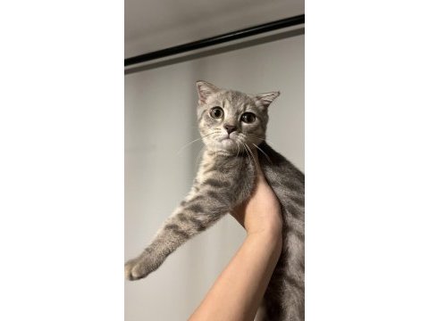 British shorthair 3,5 aylık