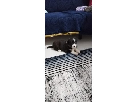 Border collie 3 aylık
