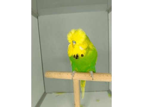 Show jumbo muhabbet kuşu